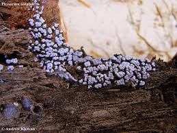 Attēlu rezultāti vaicājumam “Physarum notabile spores”