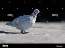 Attēlu rezultāti vaicājumam “Lagopus lagopus female”