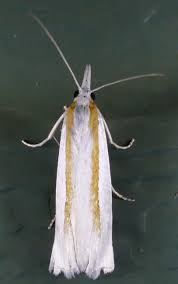 Attēlu rezultāti vaicājumam “Crambus”