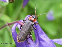 Attēlu rezultāti vaicājumam “Cantharis fusca”