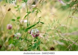 Attēlu rezultāti vaicājumam “Trifolium hybridum flower”