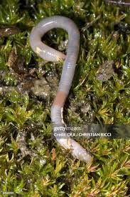 Attēlu rezultāti vaicājumam “Lumbricidae”