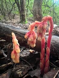 Attēlu rezultāti vaicājumam “Monotropa hypopitys”