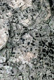 Attēlu rezultāti vaicājumam “Alyxoria varia”