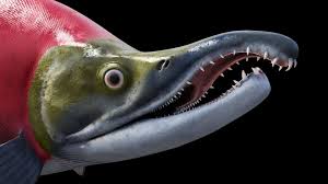Image result for Oncorhynchus nerka