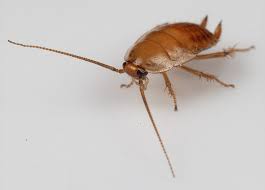 Attēlu rezultāti vaicājumam “Ectobius sylvestris nymph”