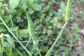 Attēlu rezultāti vaicājumam “Raphanus raphanistrum fruit”