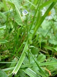 Attēlu rezultāti vaicājumam “Veronica serpyllifolia leaf”