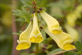 Attēlu rezultāti vaicājumam “Melampyrum pratense”