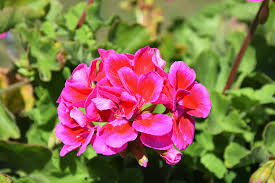 Attēlu rezultāti vaicājumam “Calliergon megalophyllum”