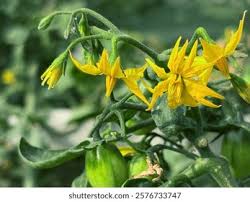 Attēlu rezultāti vaicājumam “Lycopersicon esculentum leaf”