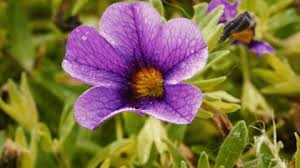 Attēlu rezultāti vaicājumam “Aubrieta deltoidea flower”
