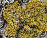 Attēlu rezultāti vaicājumam “Xanthoria parietina”