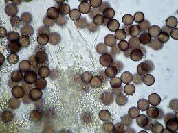 Attēlu rezultāti vaicājumam “Diderma spumarioides sessile”