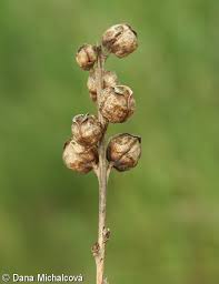 Attēlu rezultāti vaicājumam “Pedicularis sceptrum-carolinum leaf”