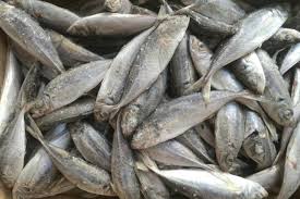 Image result for Trachurus trachurus