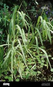 Attēlu rezultāti vaicājumam “Glyceria maxima leaf”