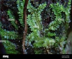 Attēlu rezultāti vaicājumam “Lophozia ventricosa”