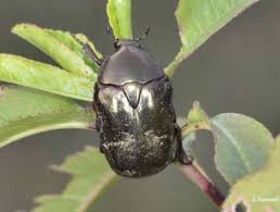 Attēlu rezultāti vaicājumam “Potosia cuprea imago”