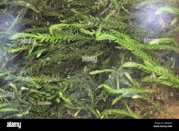 Attēlu rezultāti vaicājumam “Fontinalis antipyretica”