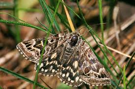 Attēlu rezultāti vaicājumam “Callistege mi”