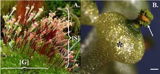 Attēlu rezultāti vaicājumam “Splachnum ampullaceum”
