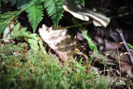 Attēlu rezultāti vaicājumam “Herzogiella seligeri”