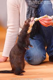 Attēlu rezultāti vaicājumam “Mustela putorius”