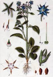 Image result for Borretsch