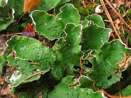 Attēlu rezultāti vaicājumam “Peltigera aphthosa”