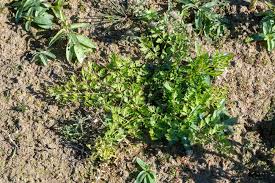 Attēlu rezultāti vaicājumam “Oenanthe aquatica”