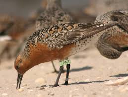 Attēlu rezultāti vaicājumam “Calidris canutus adult”