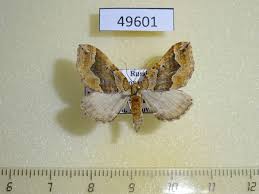 Attēlu rezultāti vaicājumam “Pelurga comitata”