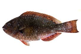 Image result for Calotomus carolinus