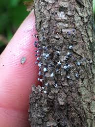 Attēlu rezultāti vaicājumam “Physarum globuliferum”