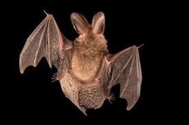 Attēlu rezultāti vaicājumam “Plecotus auritus”