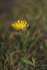 Attēlu rezultāti vaicājumam “Hieracium umbellatum”
