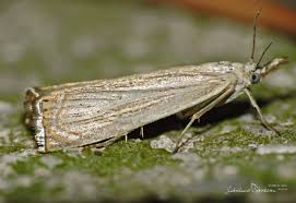 Attēlu rezultāti vaicājumam “Chrysoteuchia culmella”