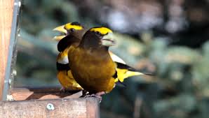 Image result for Hesperiphona vespertina