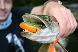 Image result for Thames Valley Angling