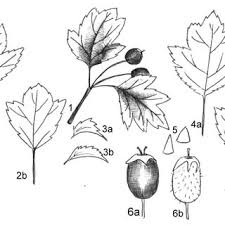 Attēlu rezultāti vaicājumam “Crataegus x macrocarpa”