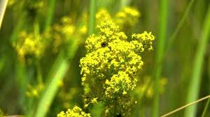 Attēlu rezultāti vaicājumam “Galium verum leaf”