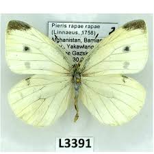 Attēlu rezultāti vaicājumam “Pieris rapae male”