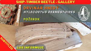 Attēlu rezultāti vaicājumam “Hylecoetus dermestoides female”