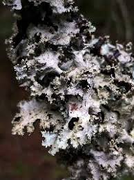 Attēlu rezultāti vaicājumam “Platismatia glauca”