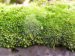Attēlu rezultāti vaicājumam “Bryum argenteum sporophyte”