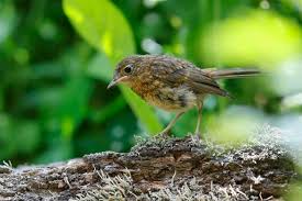 Attēlu rezultāti vaicājumam “Erithacus rubecula eggs”