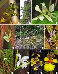 Attēlu rezultāti vaicājumam “Orchidaceae”