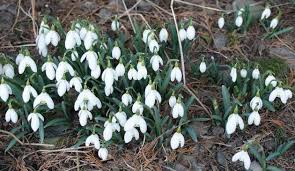 Attēlu rezultāti vaicājumam “Galanthus nivalis bud”