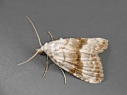 Attēlu rezultāti vaicājumam “Nola aerugula”